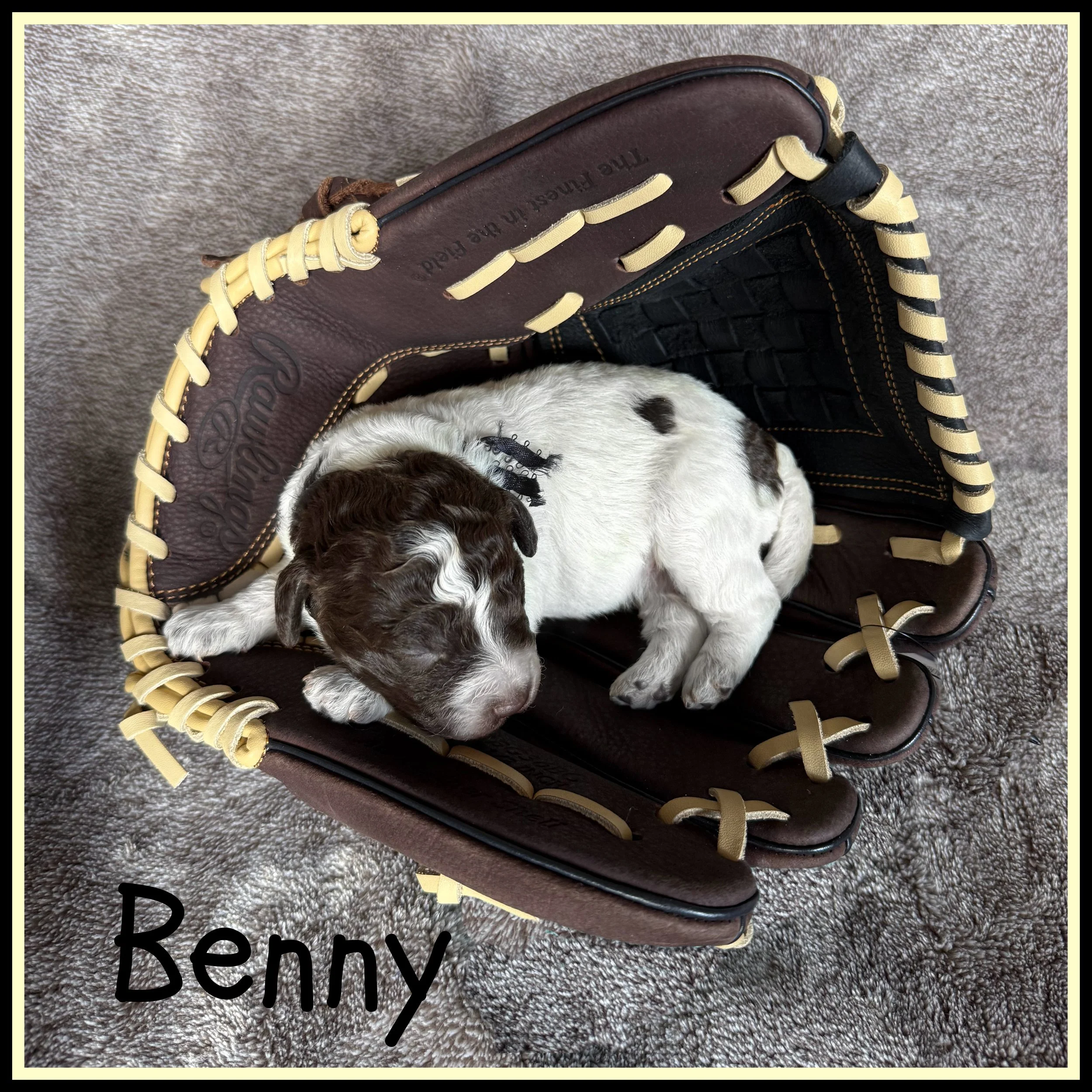 Benny - Black Colar, Roan Boy.jpg