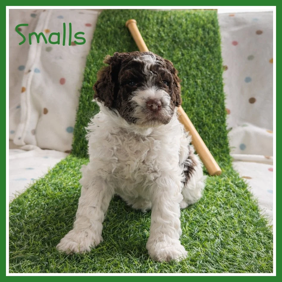 Smalls 4 weeks old.jpg