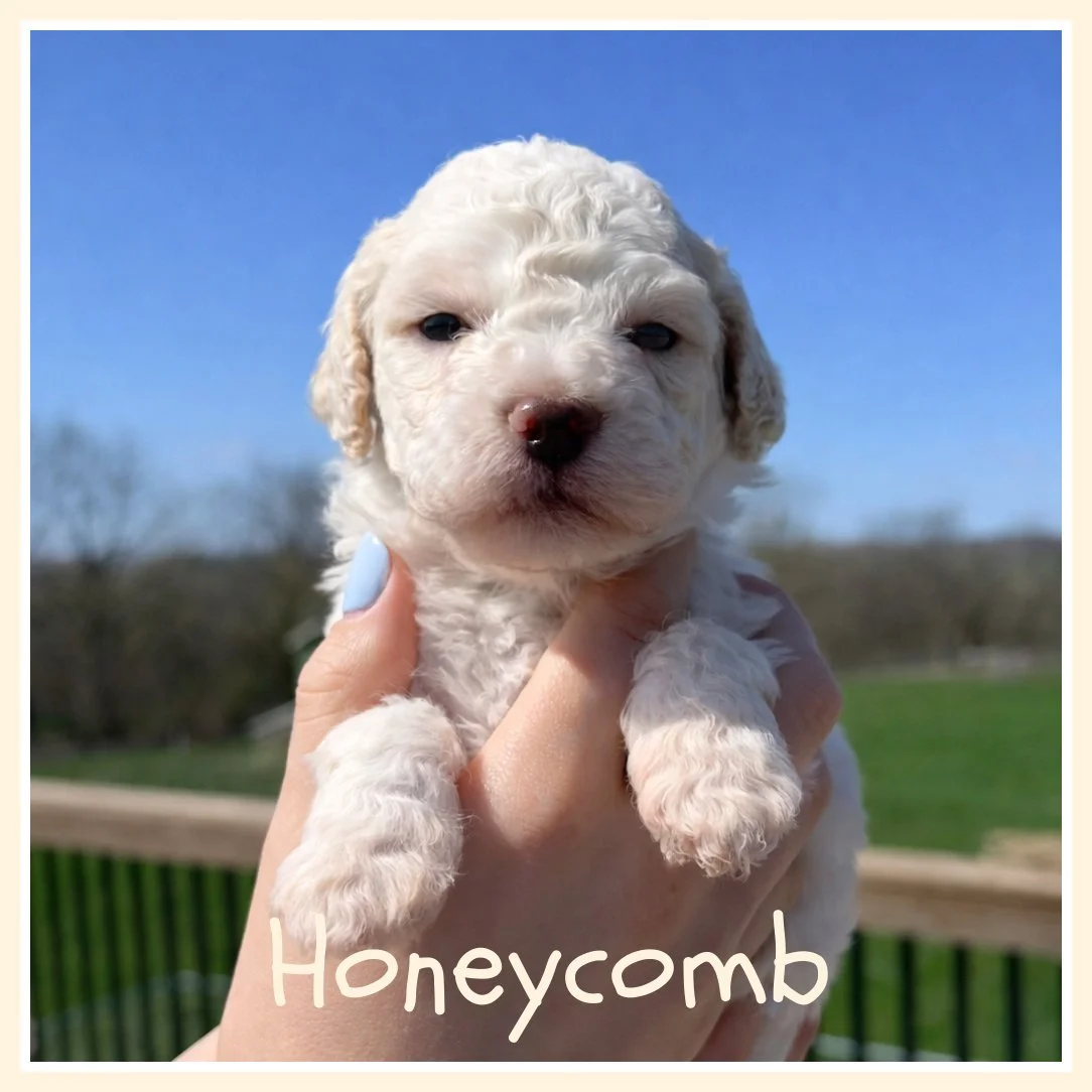 Honeycomb 3.5 weeks.jpg