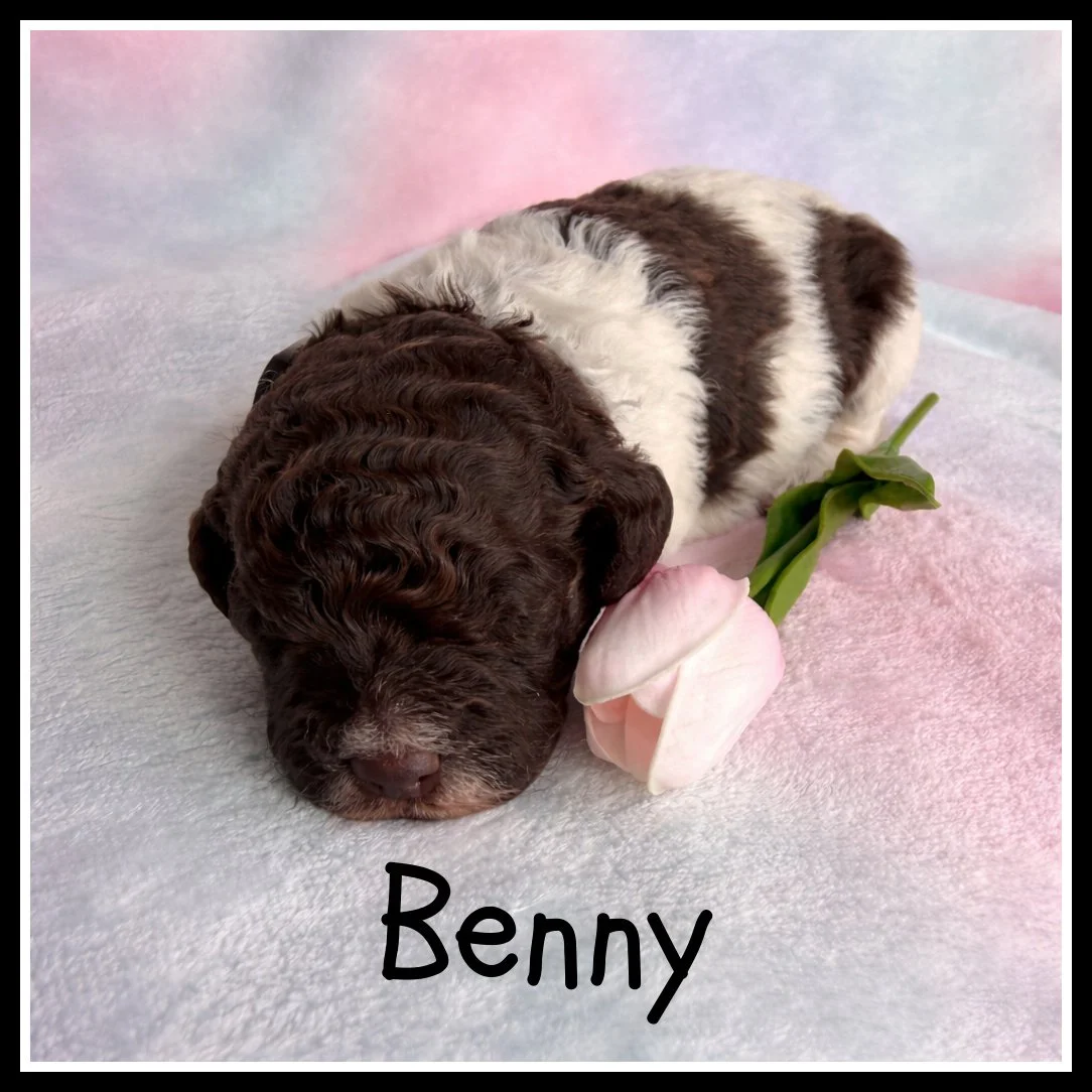 1 Benny black 2 weeks old.jpg