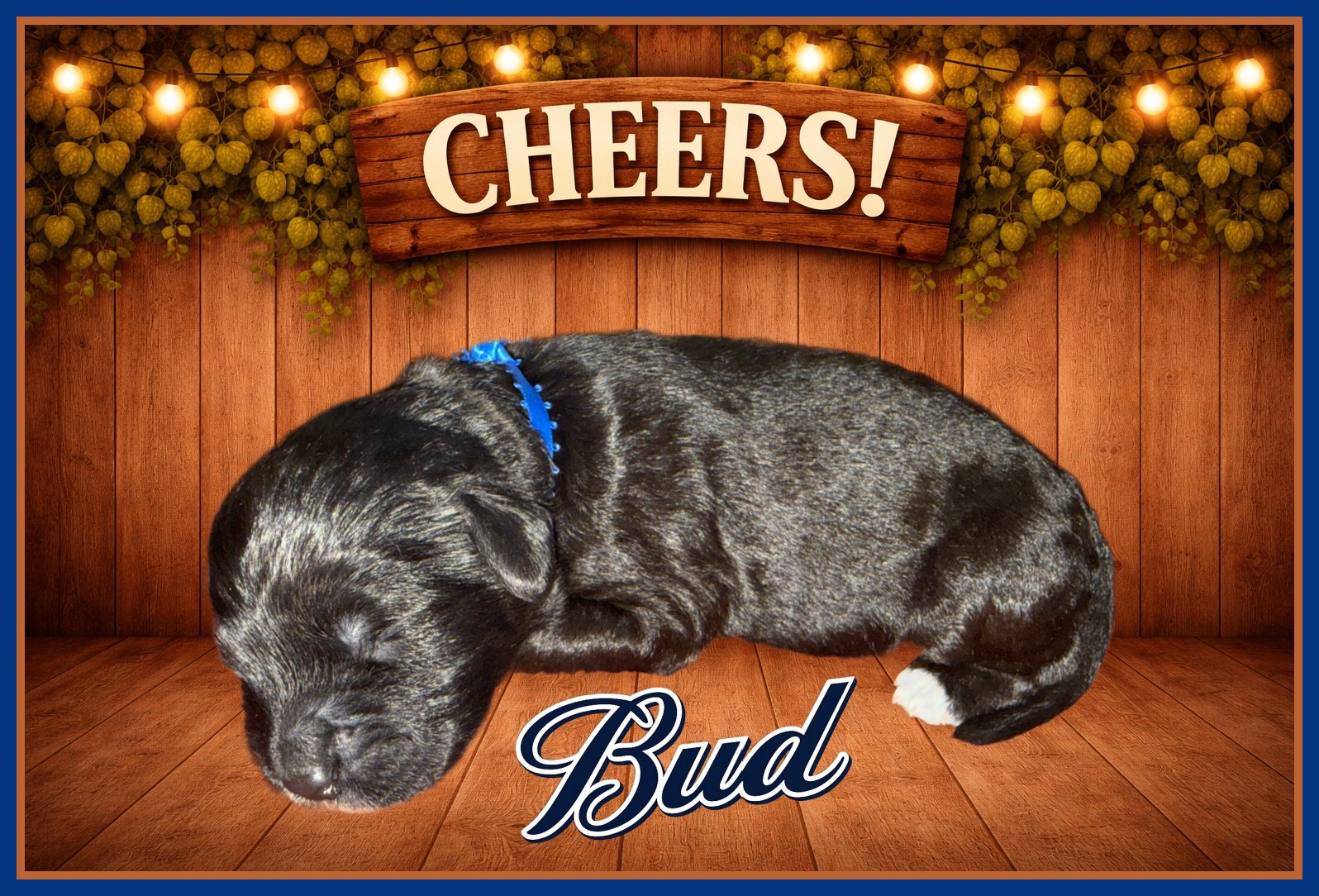Bud Dark Blue Boy One Week Old.jpg