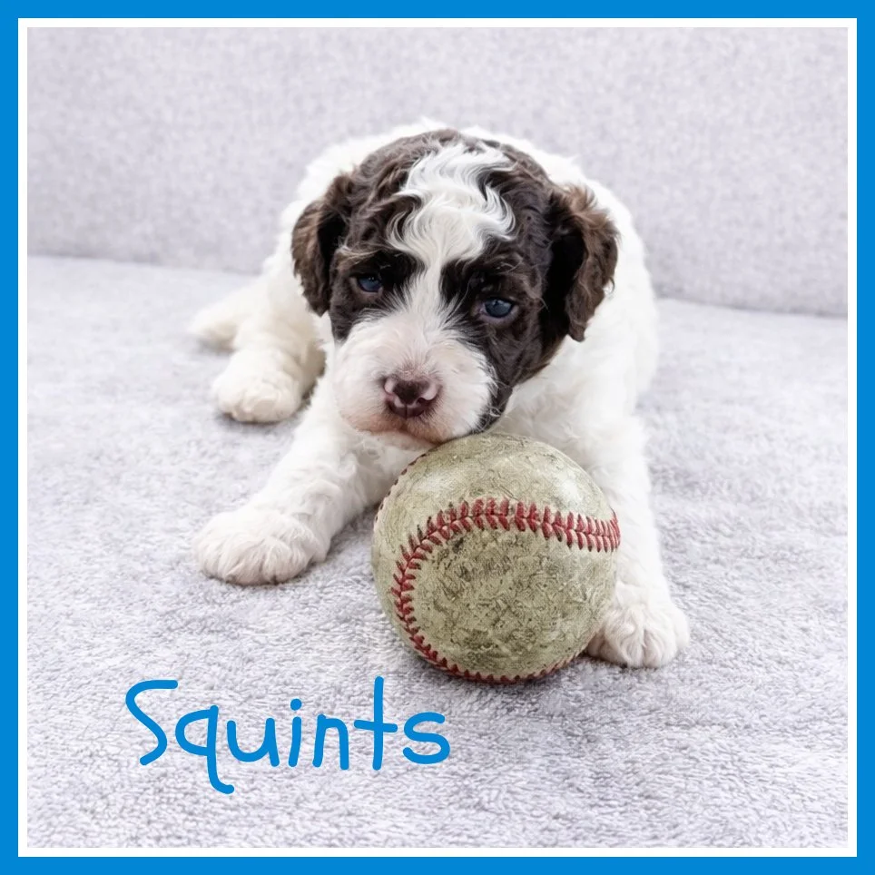 Squints 3 weeks old.jpg