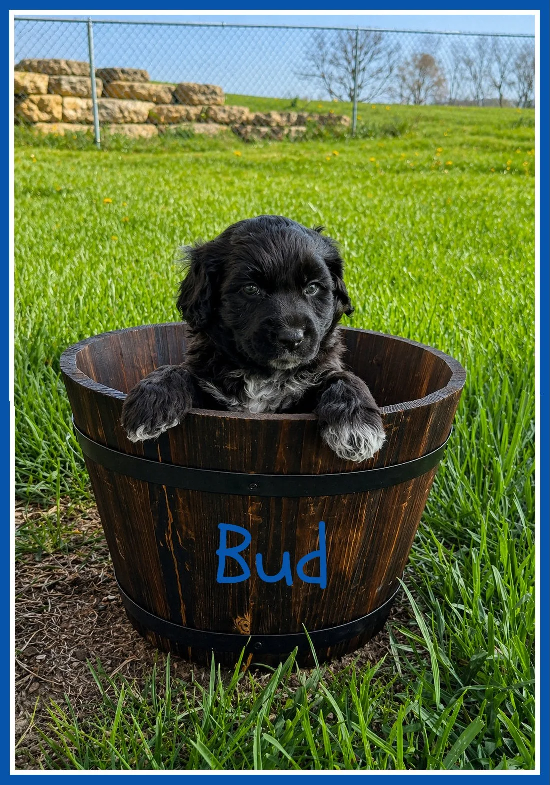 Bud 5 weeks old.jpg