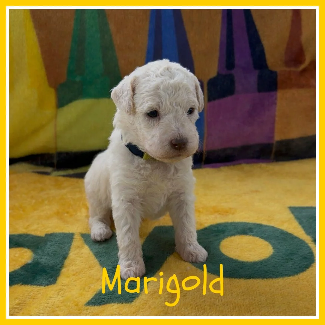 Marigold 3 weeks old.jpg
