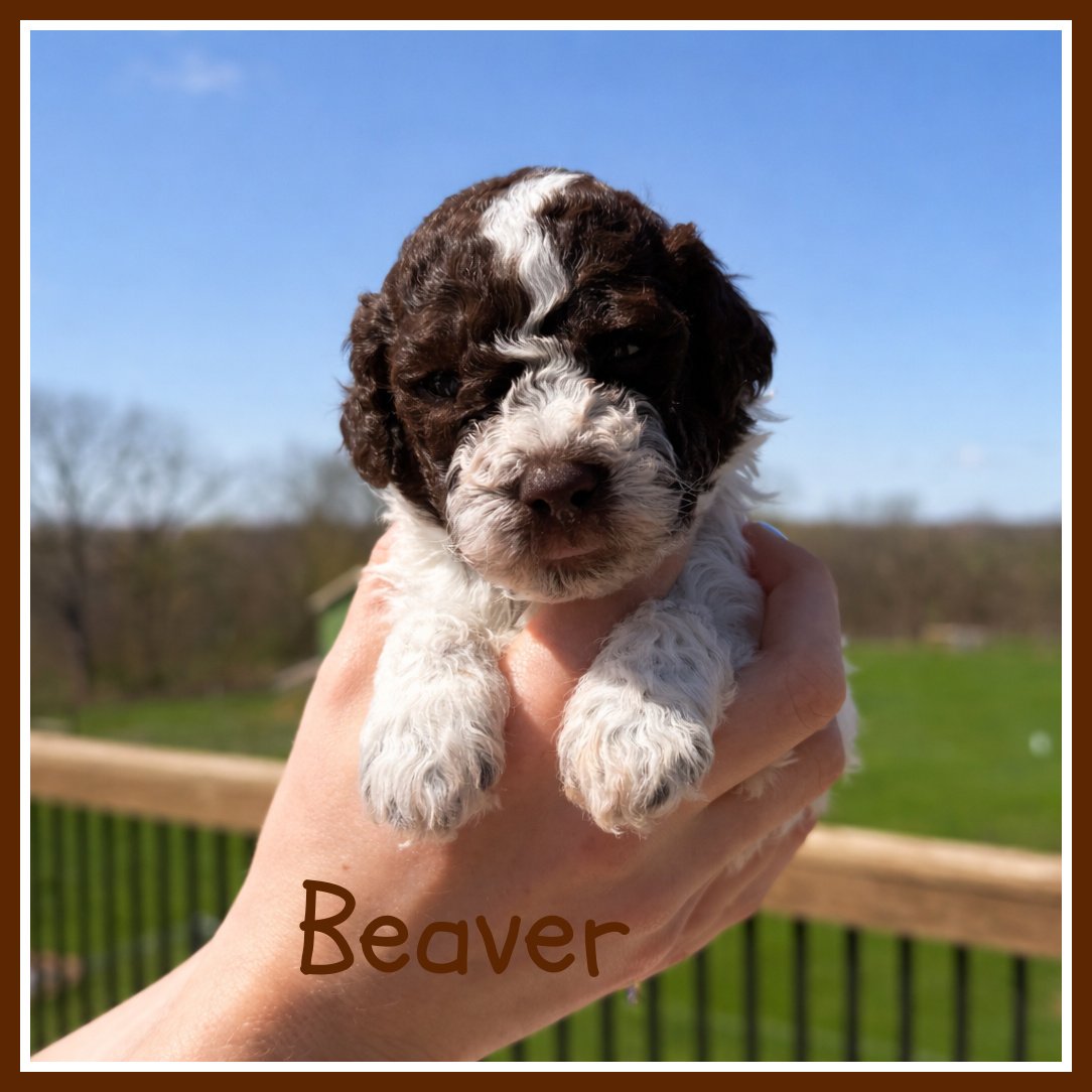 Beaver 3.5 weeks.jpg