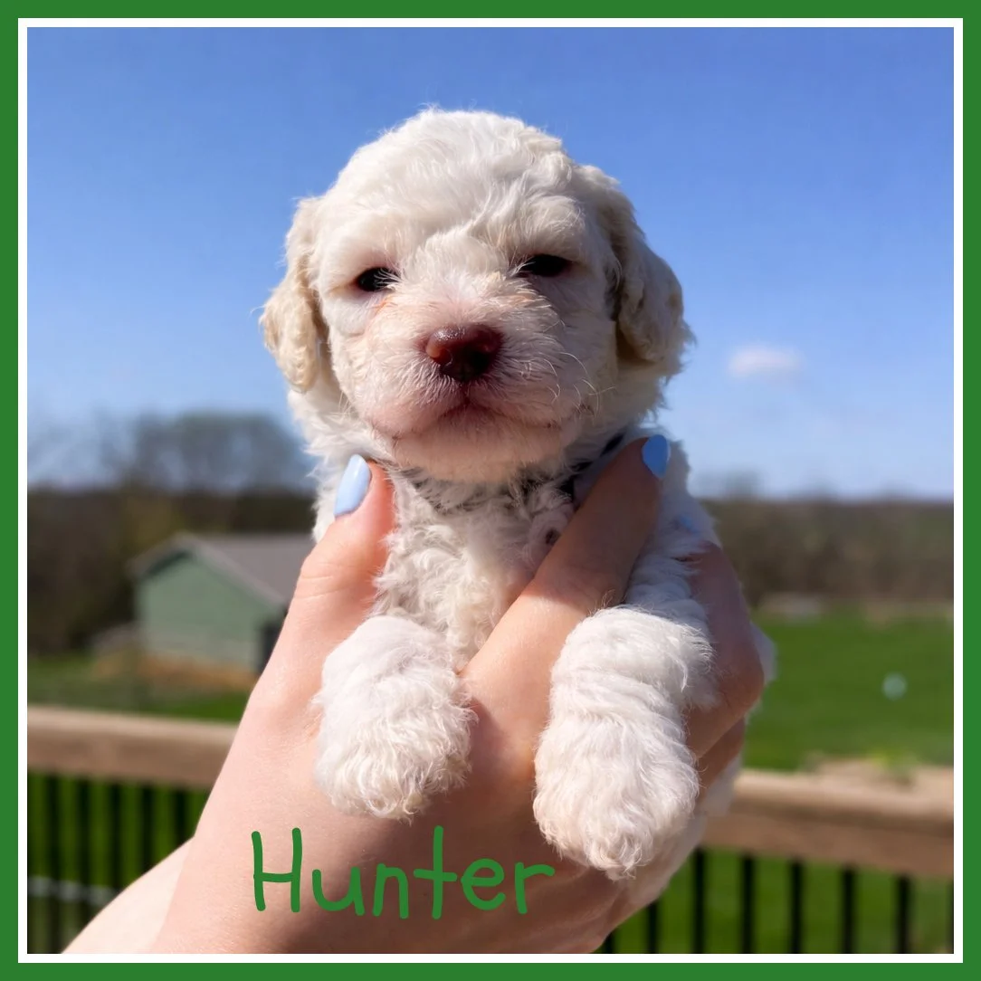 Hunter 3.5 weeks.jpg