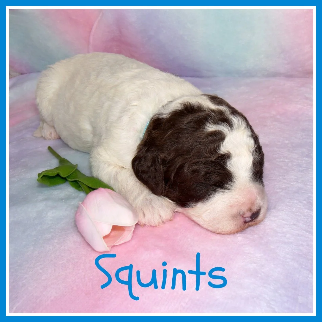 1 Squints light blue 2 weeks old.jpg
