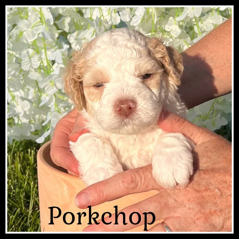 Percy Lagotto Puppy 4 weeks old.jpg