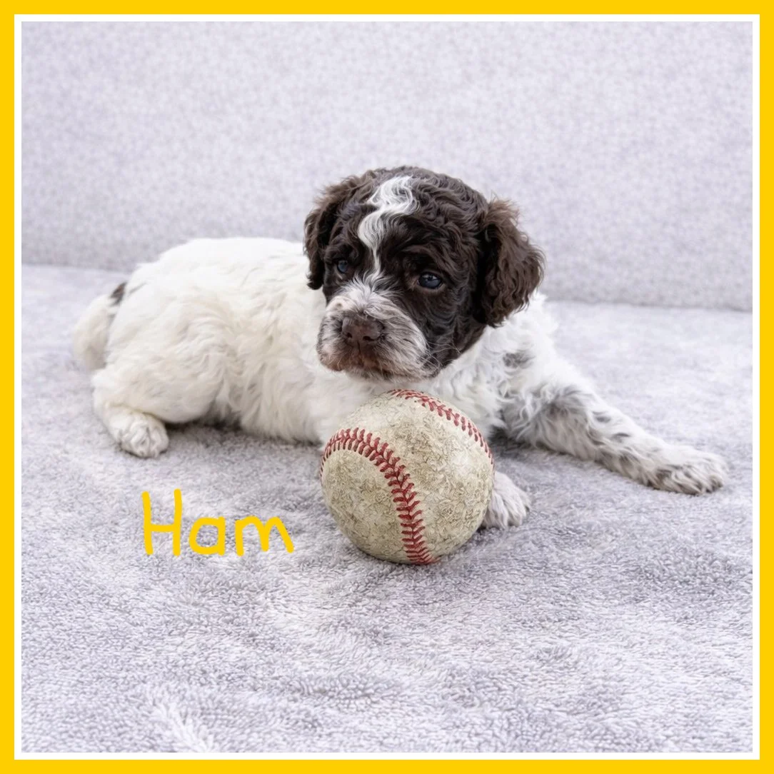 Ham 3 weeks old.jpg