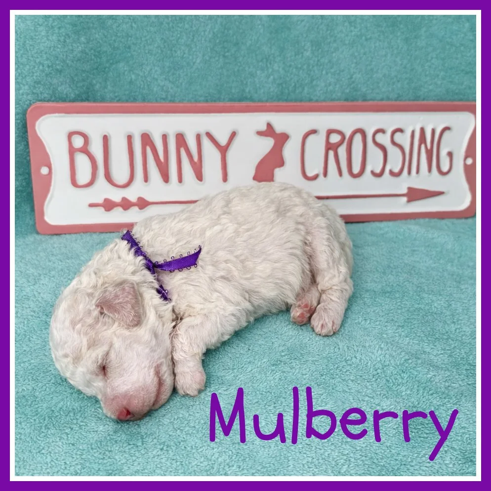 Mulberry - Purple 2 weeks old.jpg