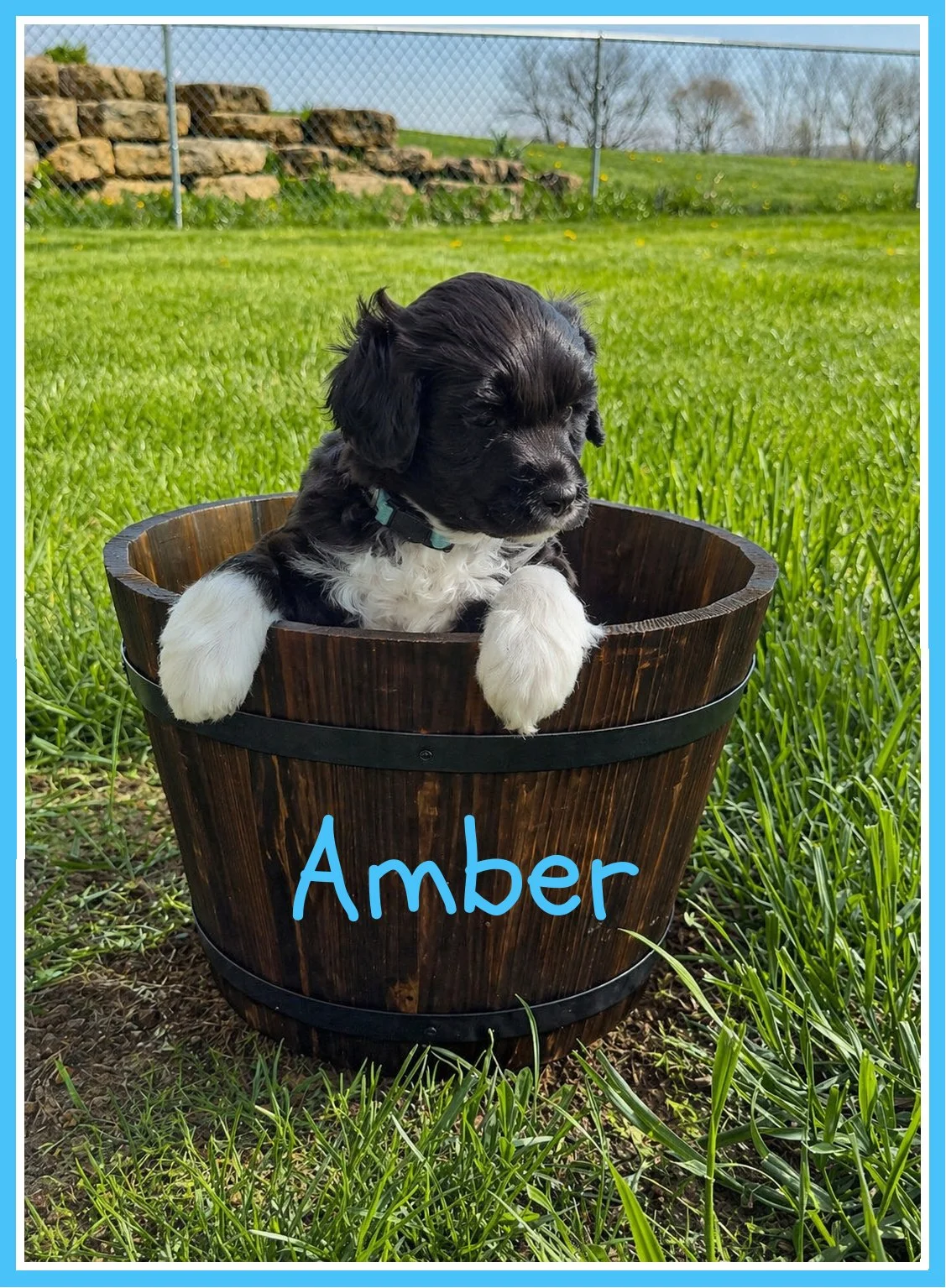 Amber 5 weeks old.jpg