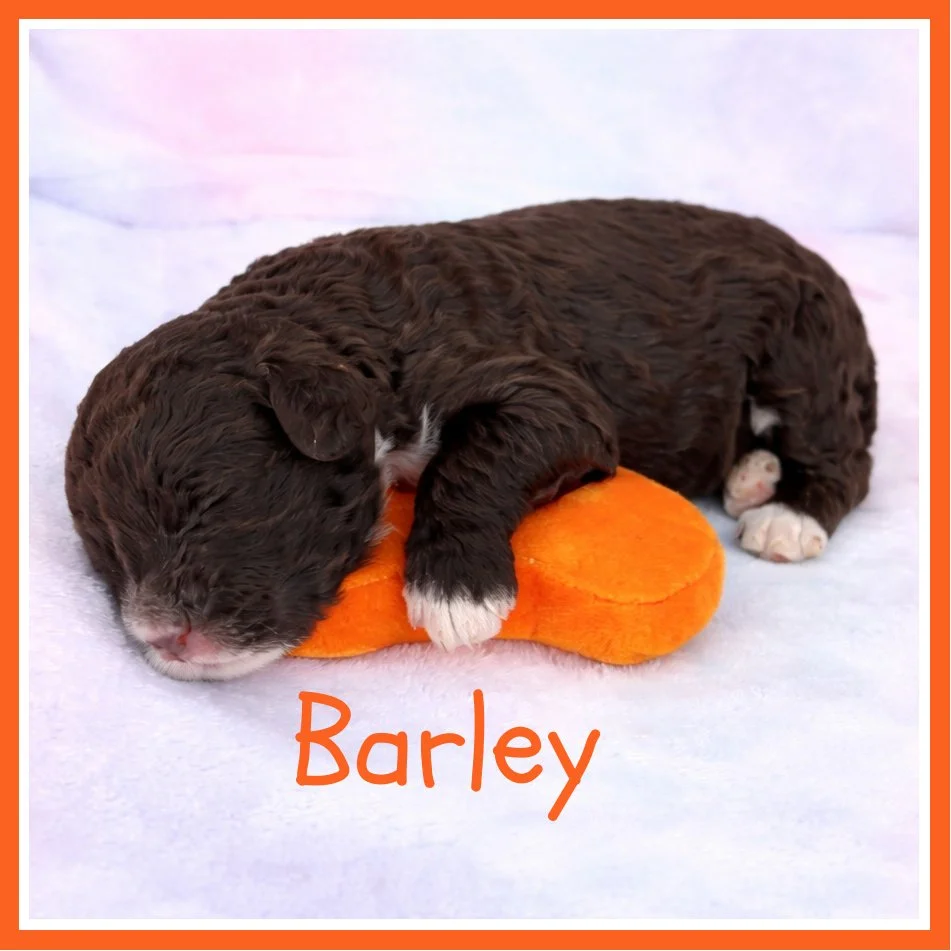 Barley 2 weeks old.jpg