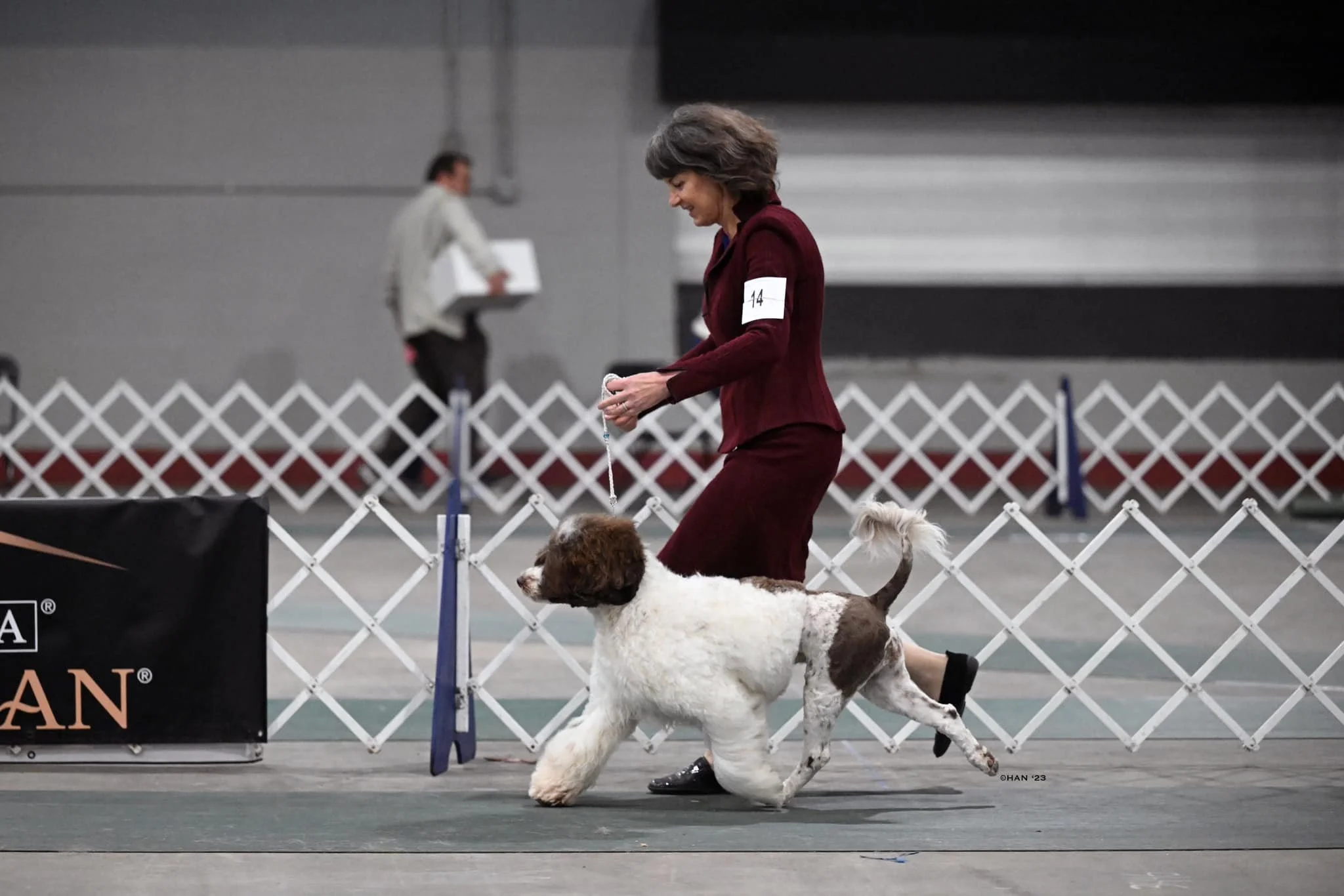 A woman in a burgundy suit walking a brown and white English Springer Spaniel in a dog show ring, marked with the number 14 on her arm.