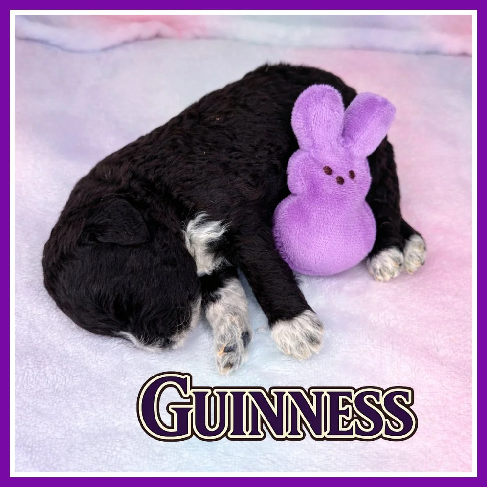 Guinness 2 weeks old.jpg