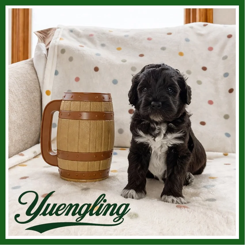 Yuengline 4 weeks old.jpg