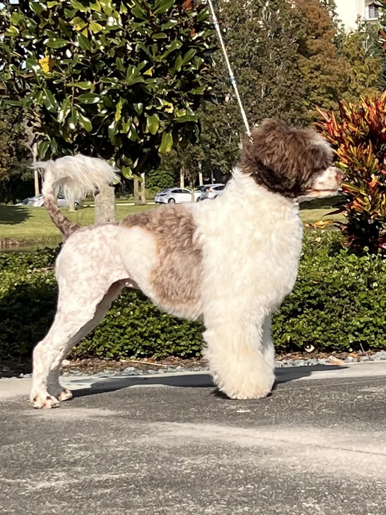A dog with curly fur standing on a sidewalk, with a blurred park and cars in the background.