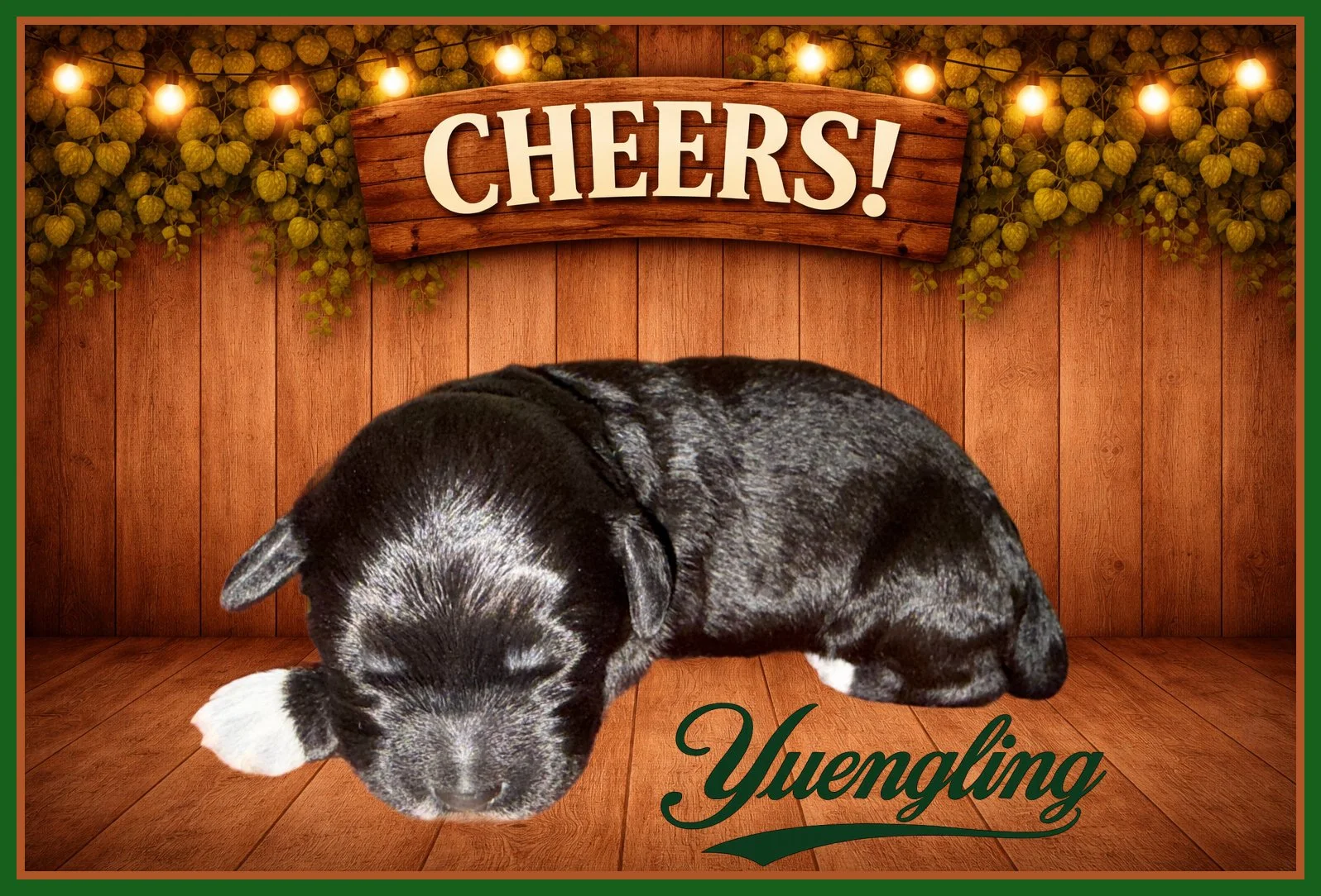 Yuengling Dark Green Boy One Week Old.jpg