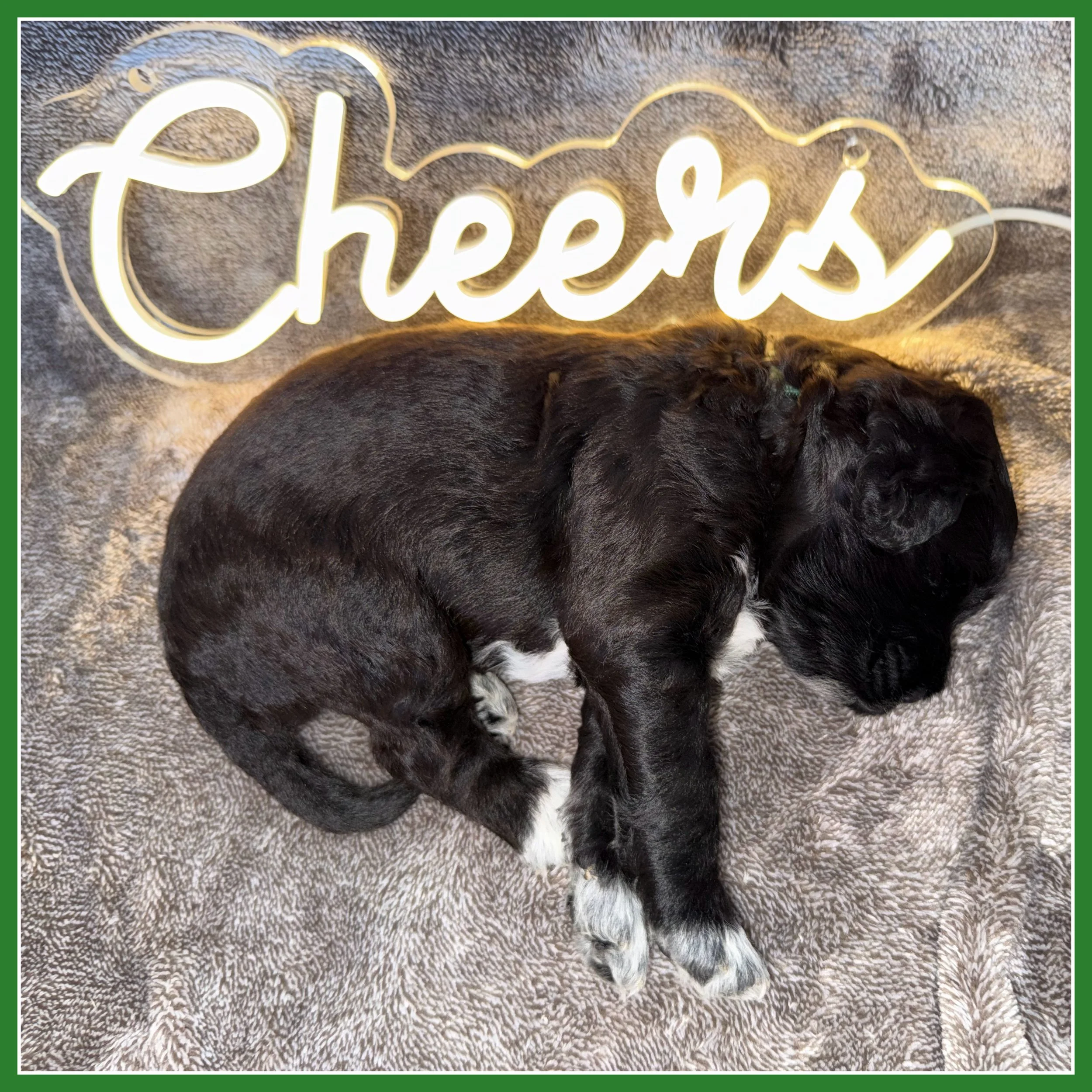Yuengling 3-weeks old.jpg