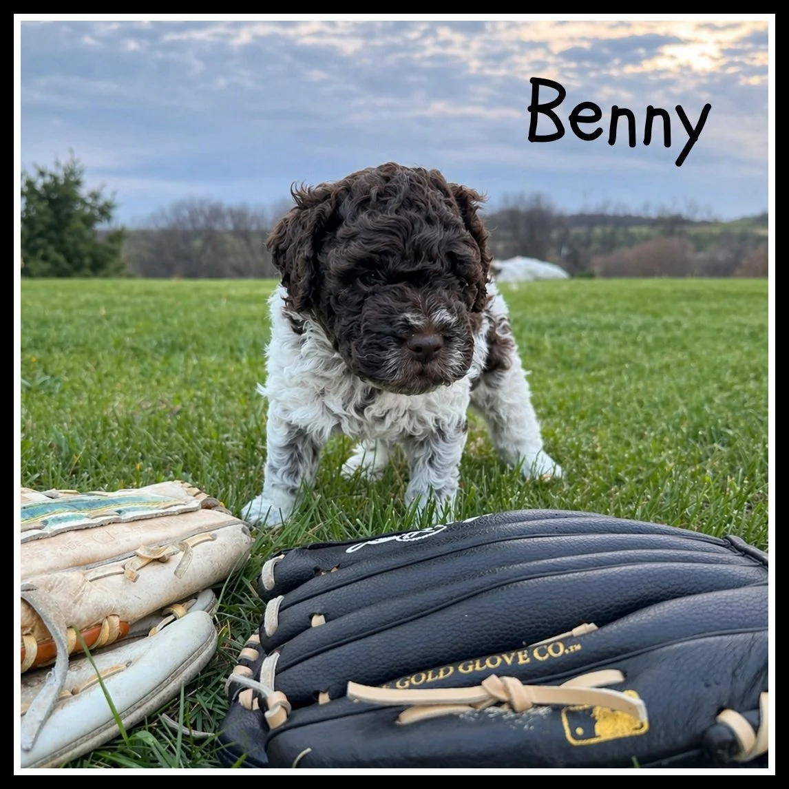 Benny 5 weeks old.jpg