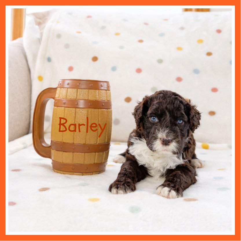 Barley 4 weeks old.jpg