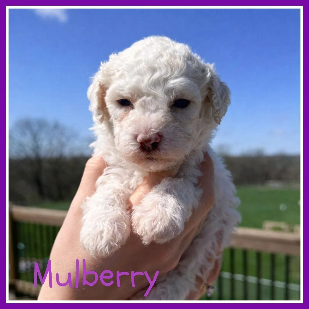 Mulberry 3.5 weeks.jpg