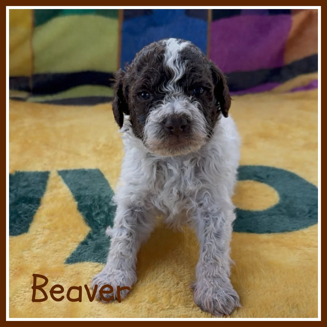 Beaver 3 weeks old.jpg