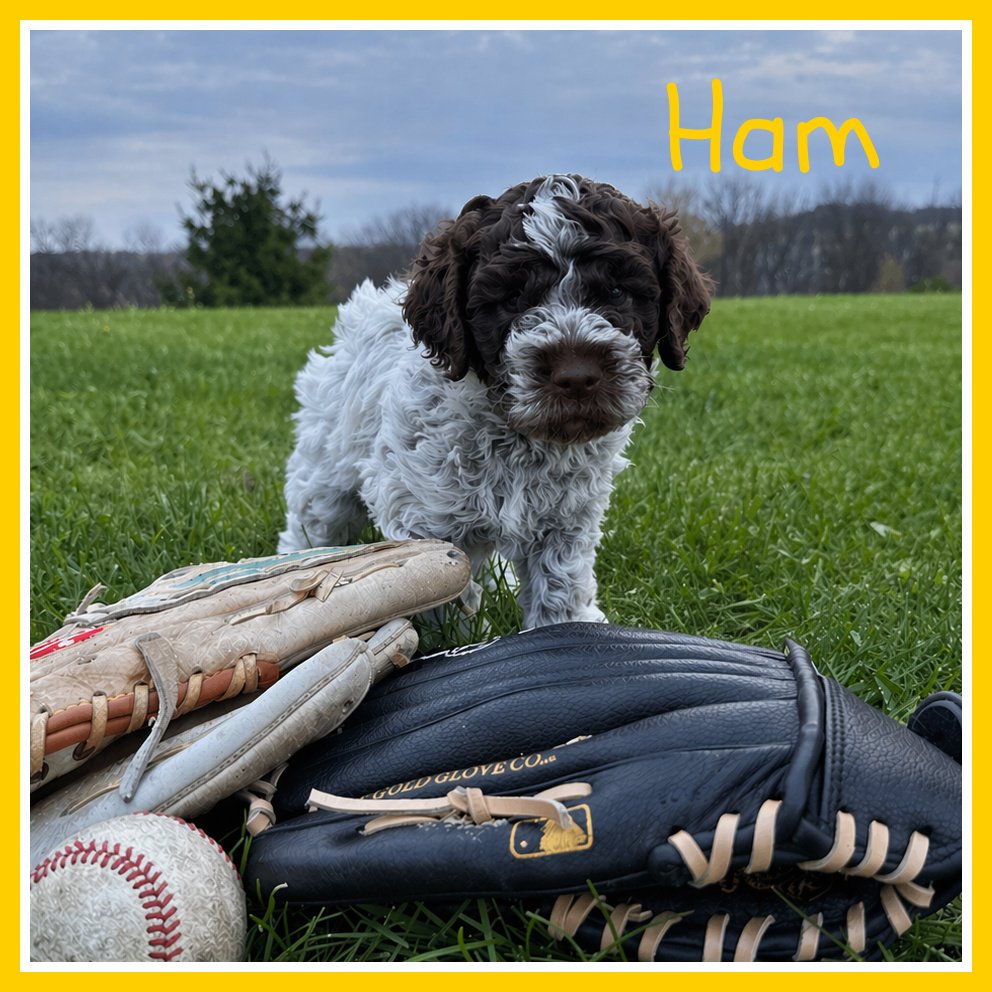 Ham 5 weeks old.jpg