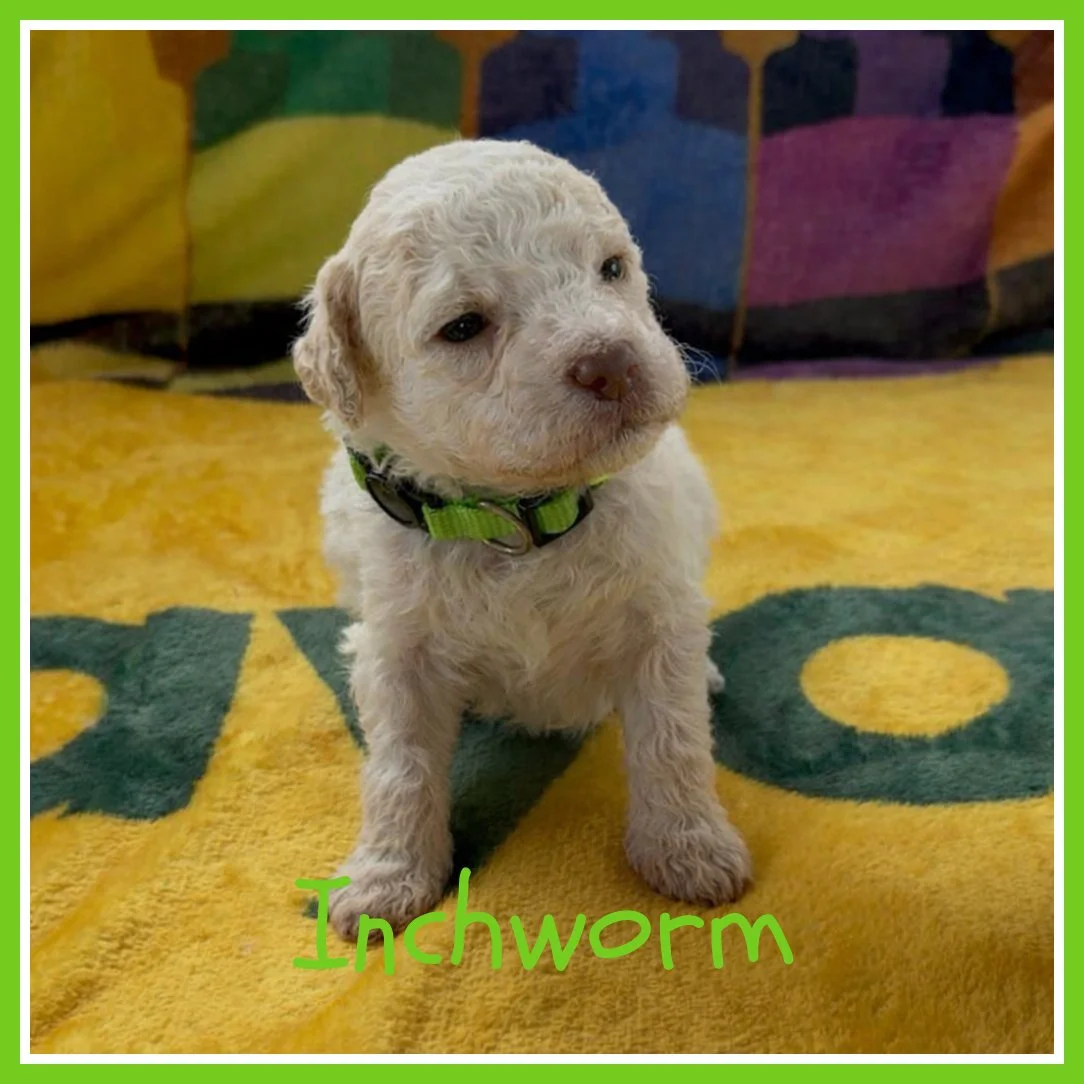 Inchworm 3 weeks old.jpg