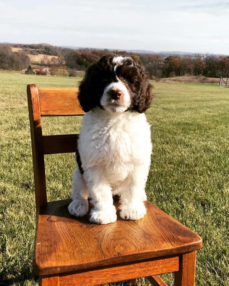 A cute black and white puppy sitting on a wooden chair in an open grassy field with trees and hills in the background under a cloudy sky.