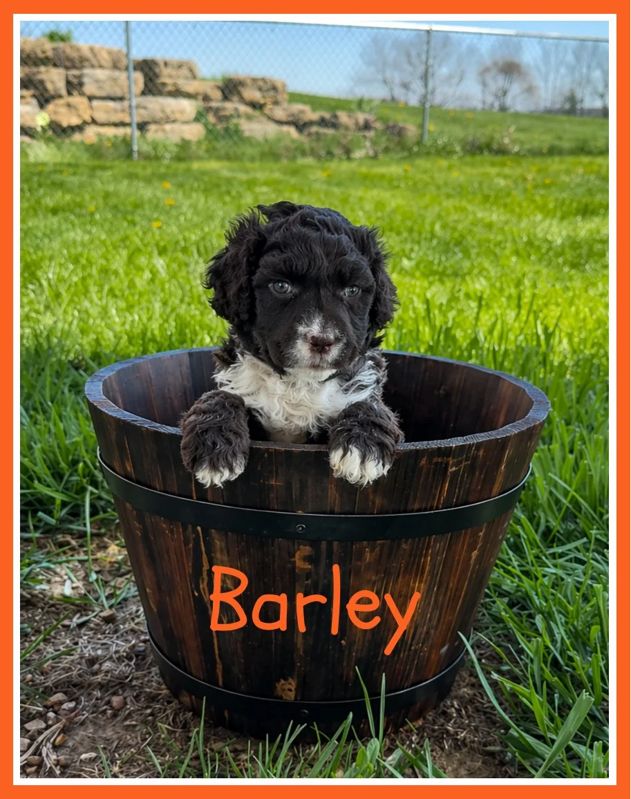 Barley 5 weeks old.jpg