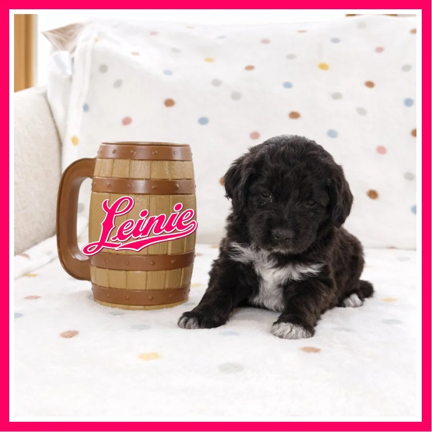 Leinie 4 weeks old.jpg