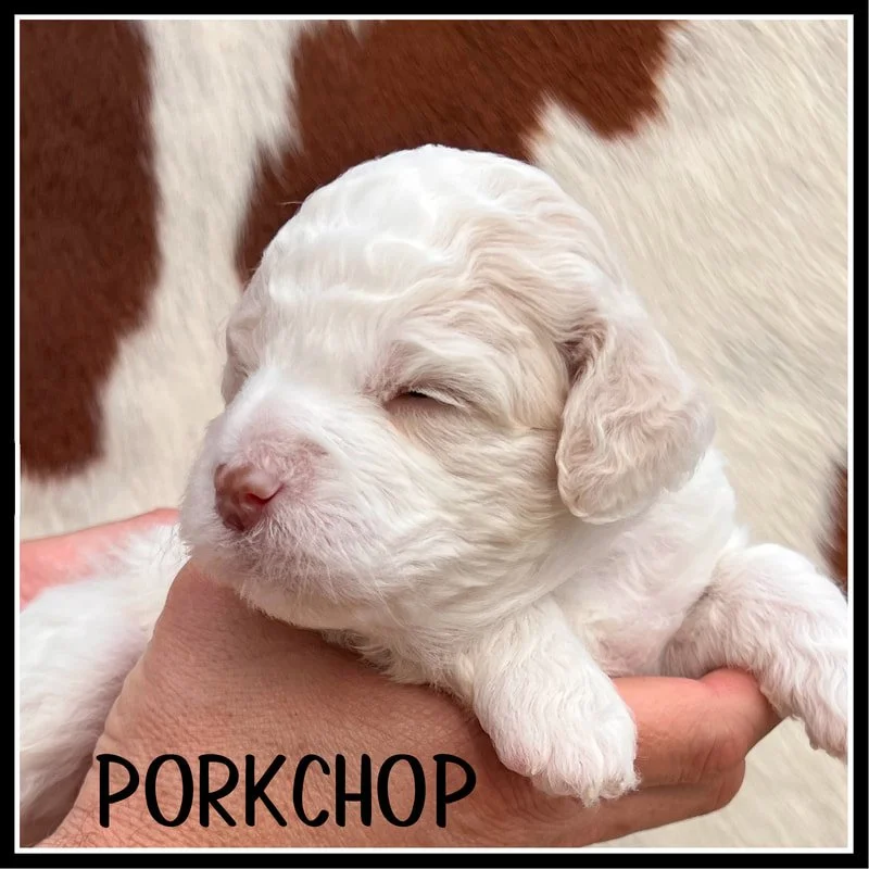 Percy Lagotto Puppy 3 weeks old.jpg