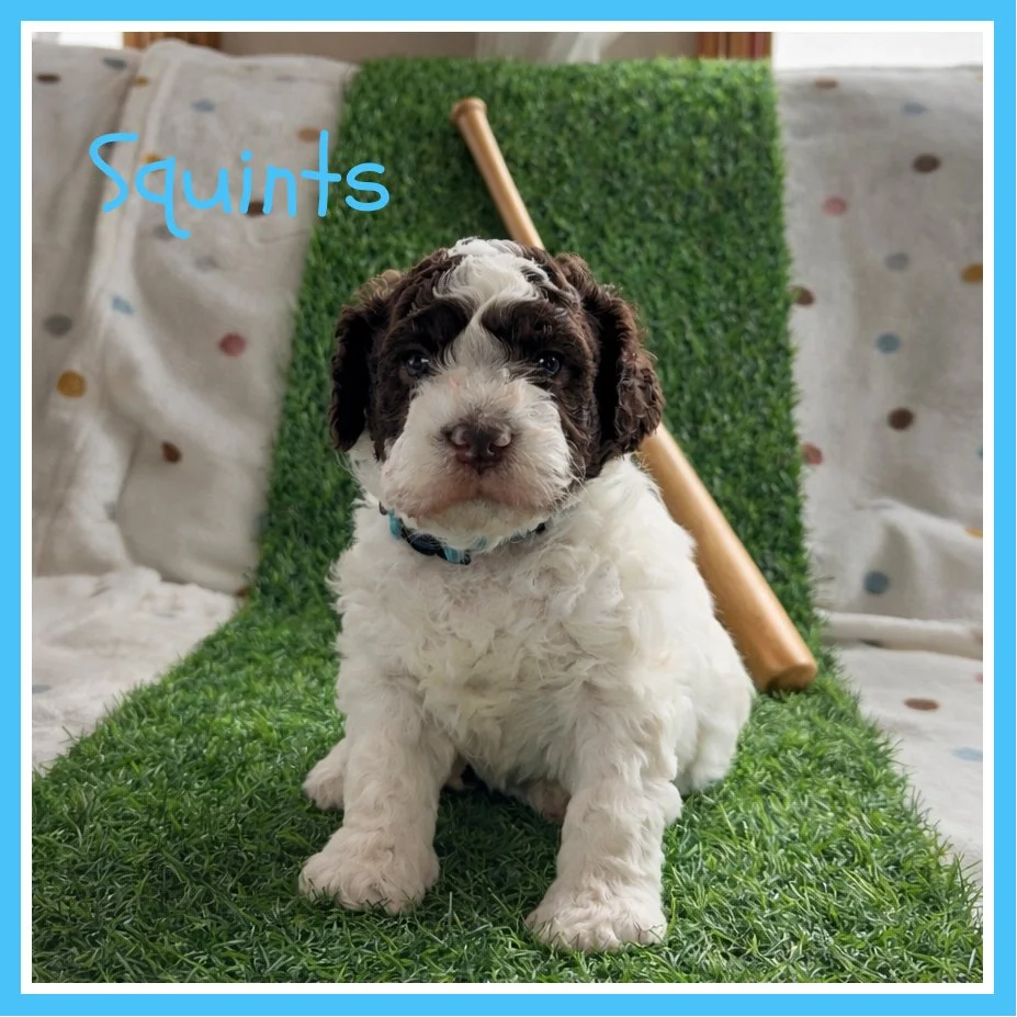 Squints 4 weeks old.jpg