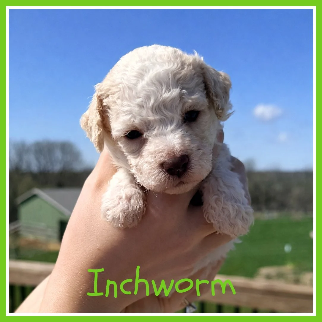 Inchworm 3.5 weeks.jpg