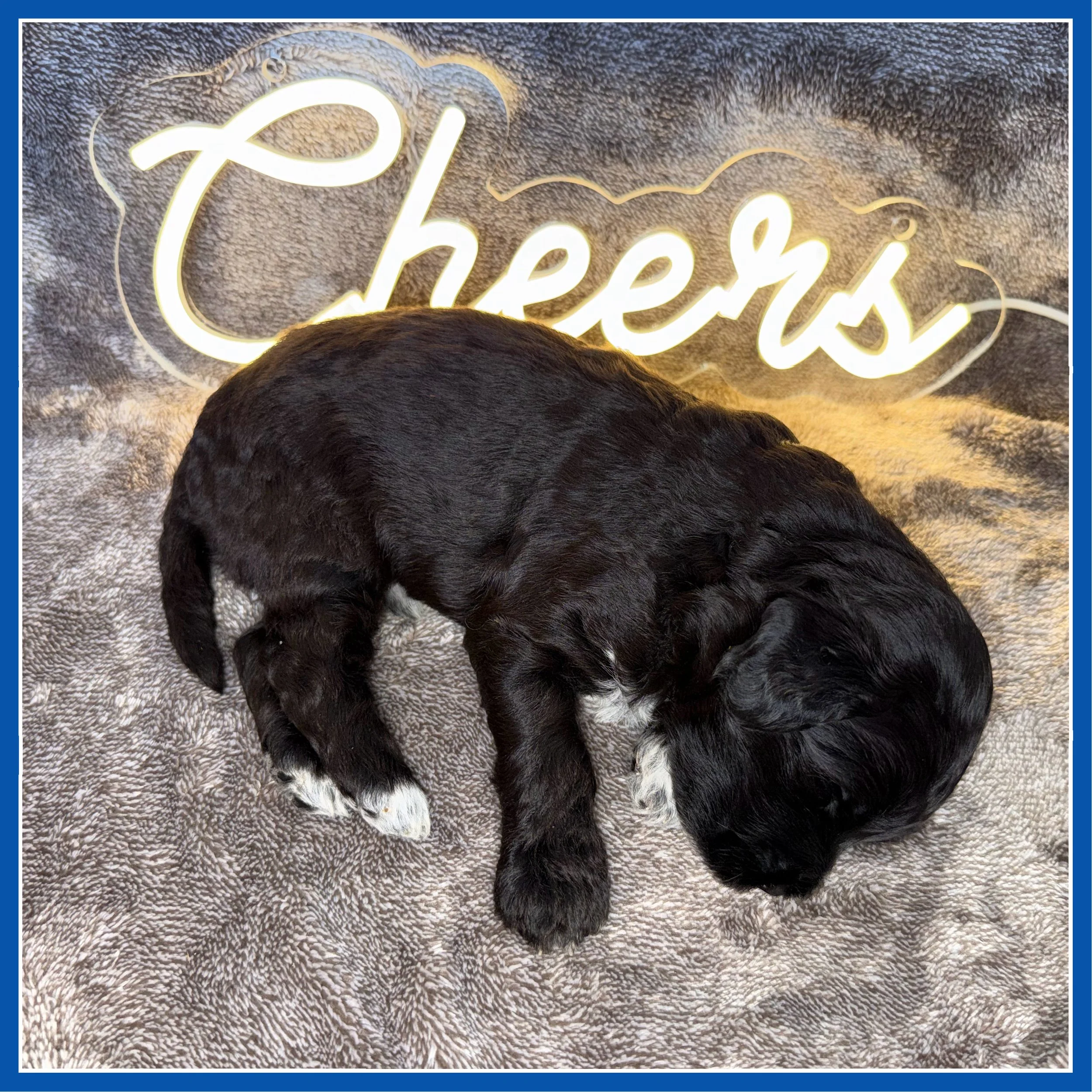 Bud 3-weeks old.jpg