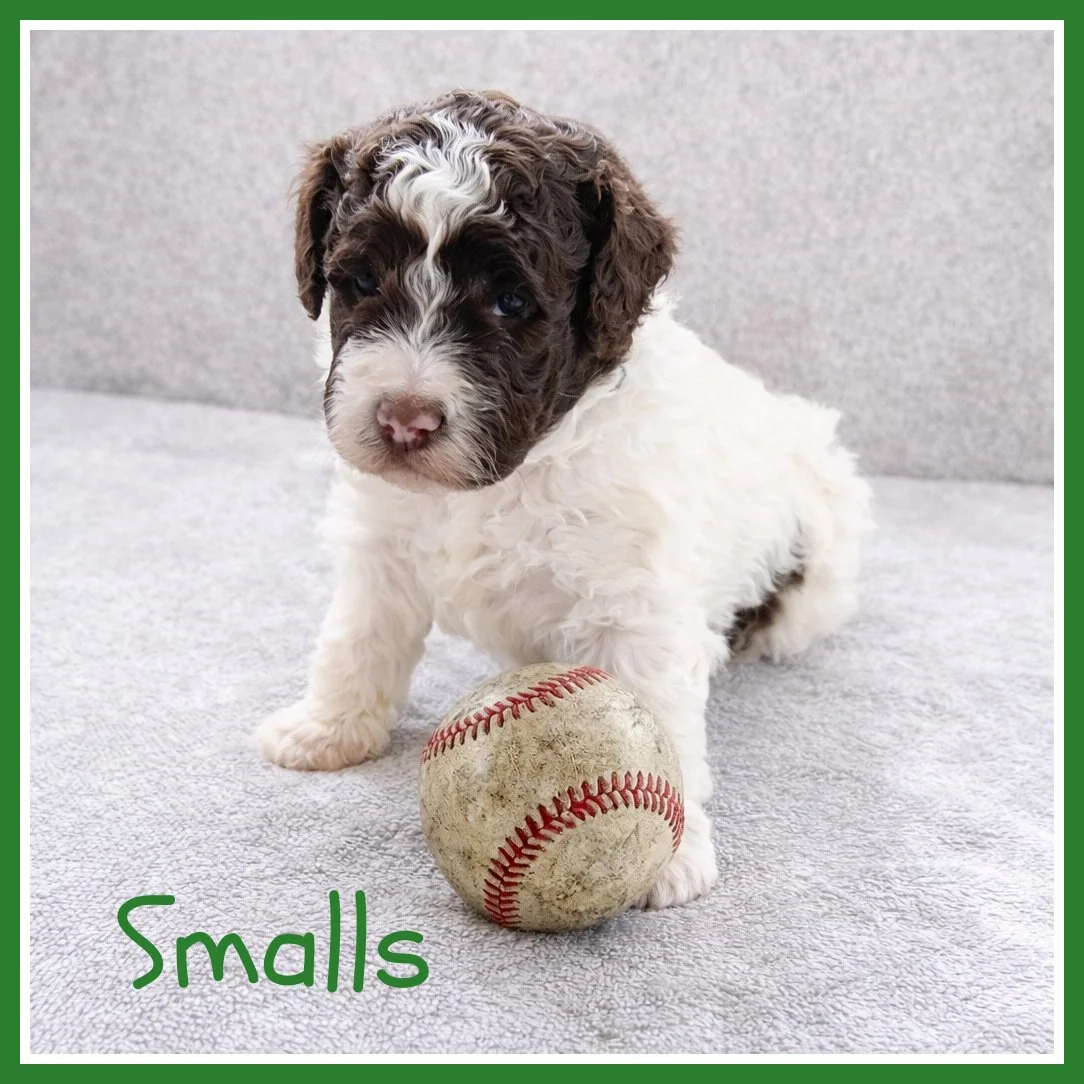 Smalls 3 weeks old.jpg