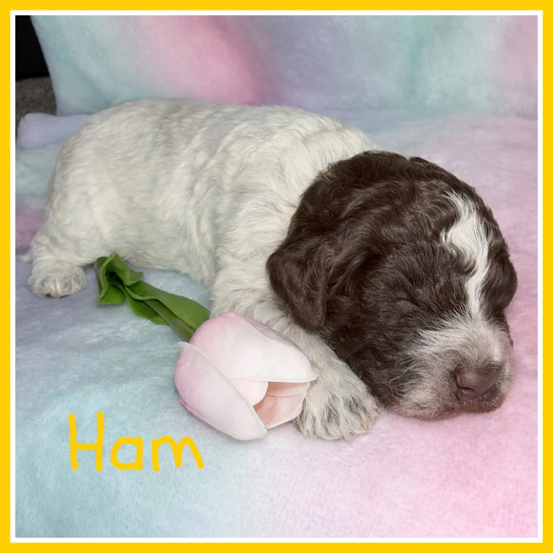 1 Ham Yellow 2 weeks old.jpg