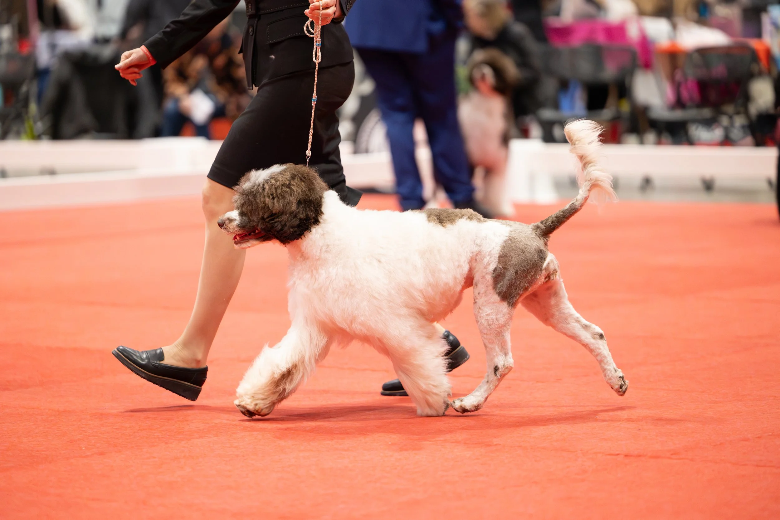 A person in black walking a large, fluffy dog with a brown and white coat on a leash in an indoor dog show arena with a red floor. Other people and dogs are visible in the background.