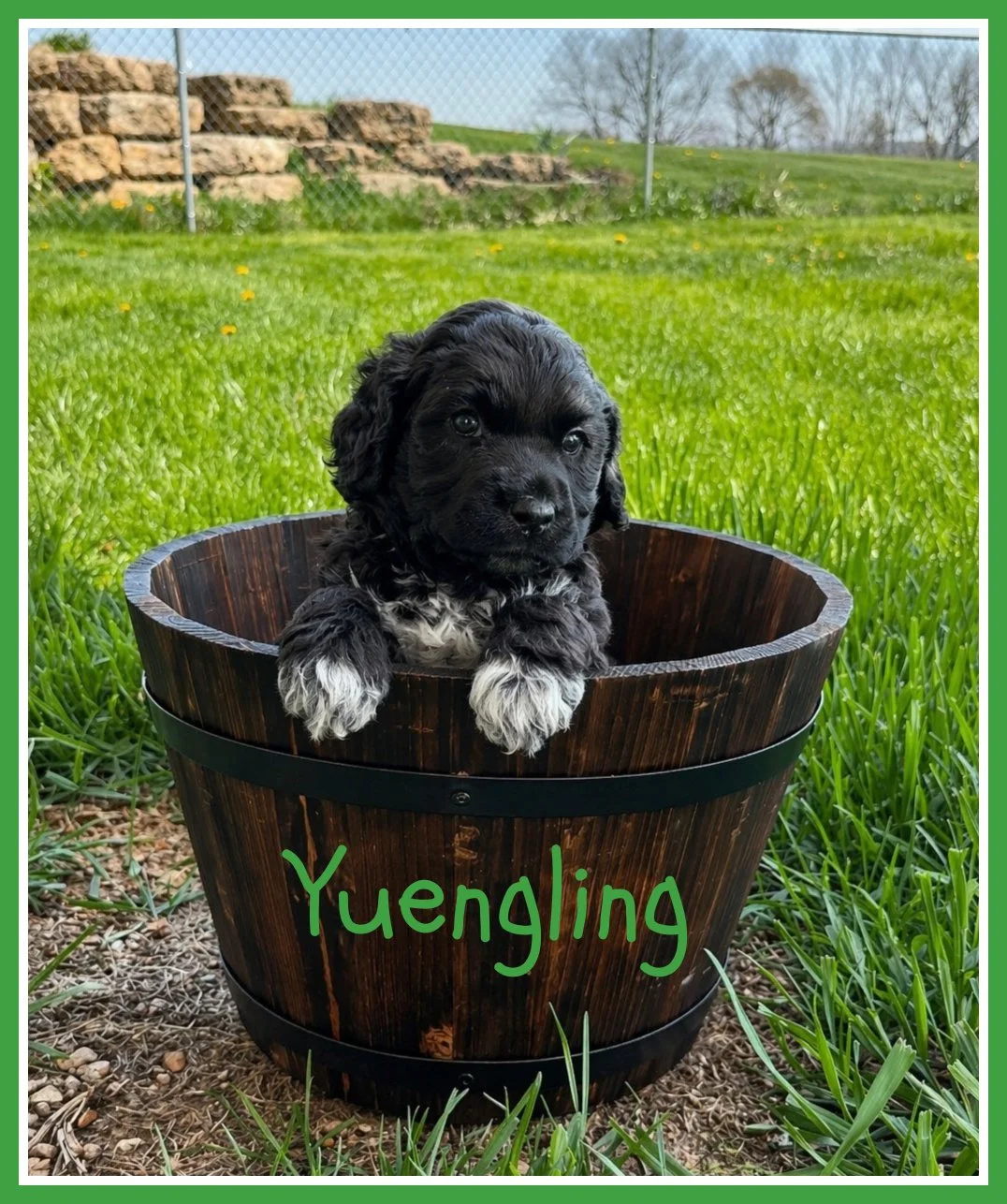 1 Yuengling 5 weeks old.jpg
