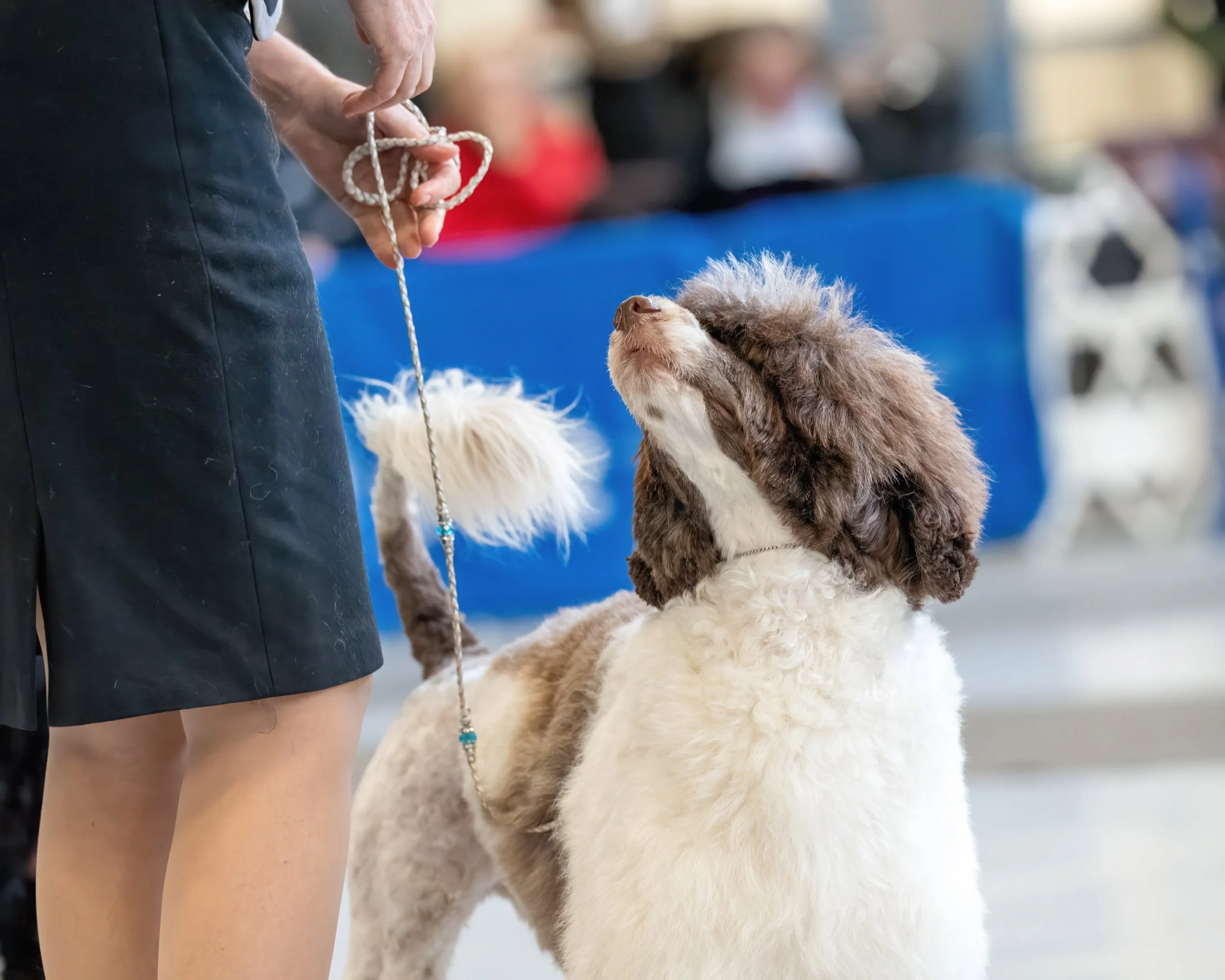 A person holding a leash with a fluffy tail, standing next to a large, furry dog at a dog show or competition.