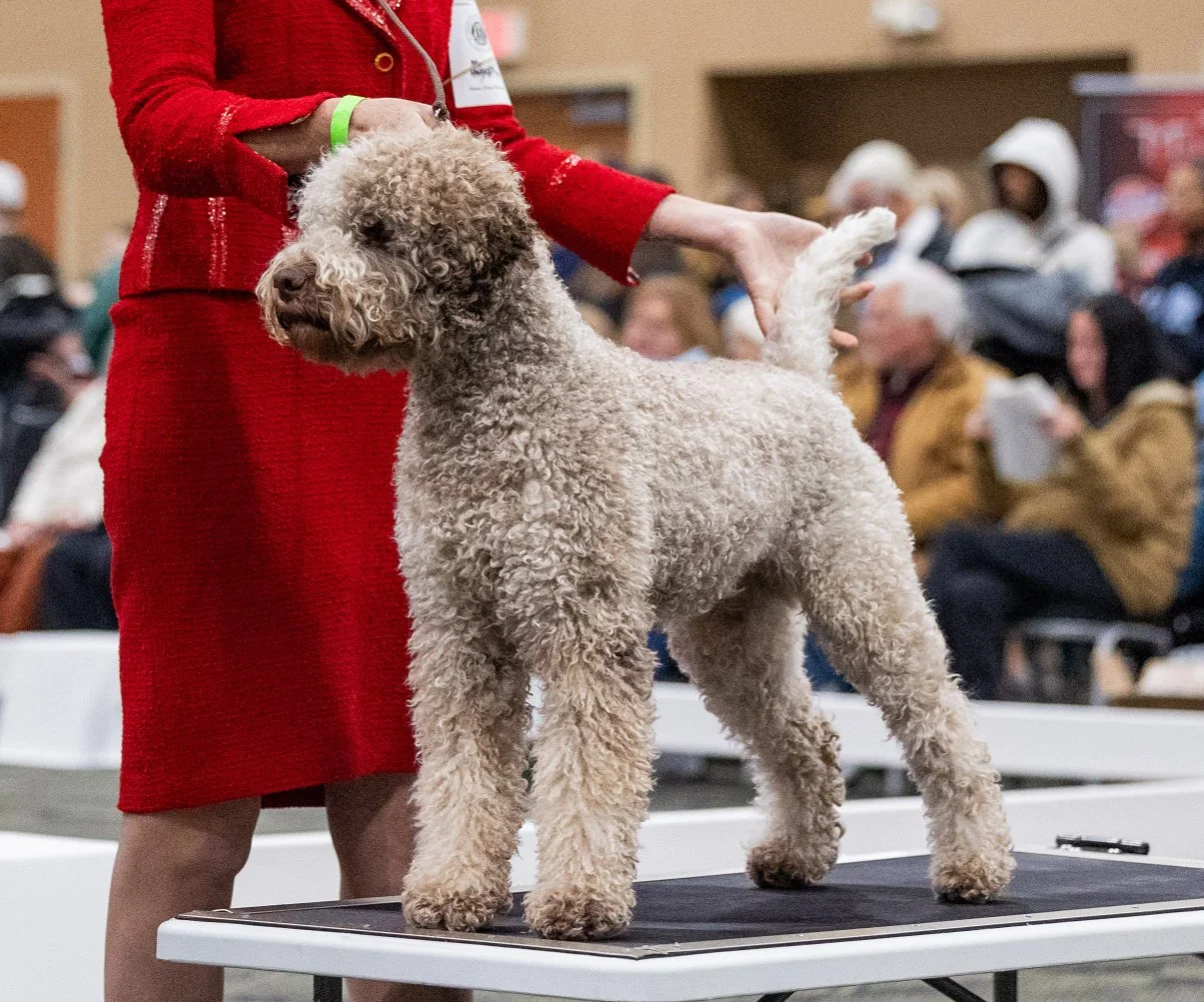 A person in a red outfit handling a curly-haired dog on a table at a dog show, with an audience in the background.