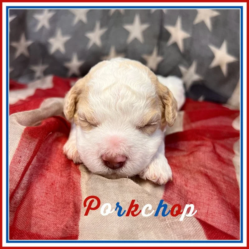 Percy Lagotto Puppy 2 weeks old.jpg