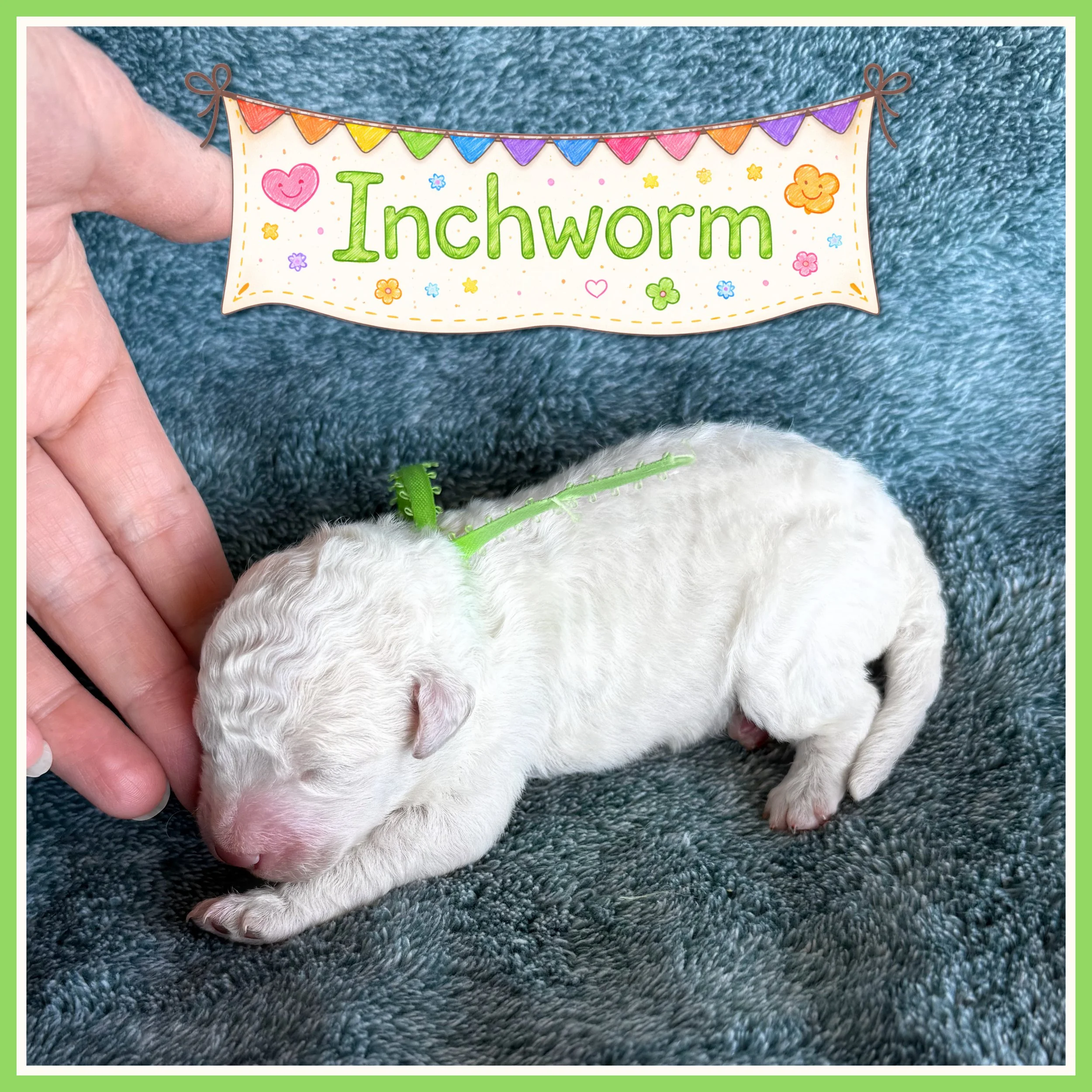 Lime Green - Inchworm - Boy One week old.jpg