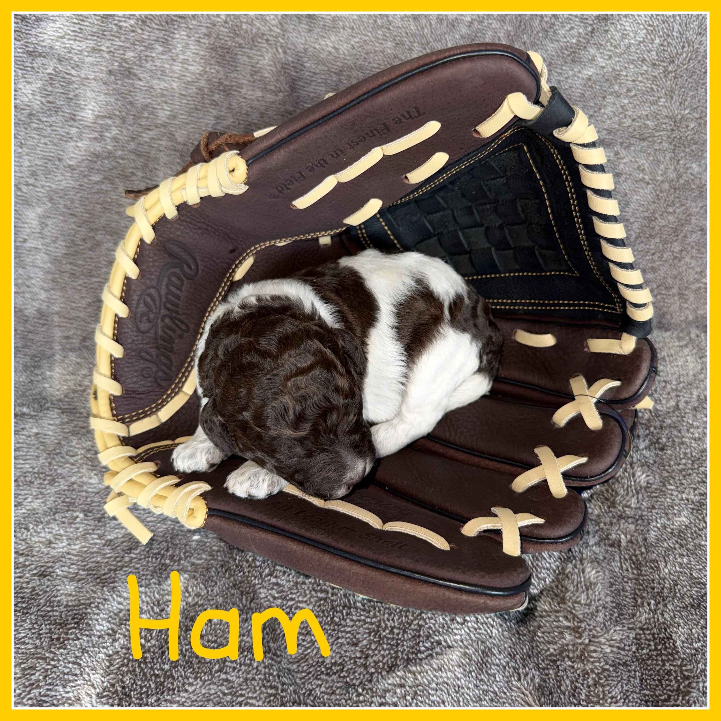 Ham - Yellow boy Roan One Week Old.jpg