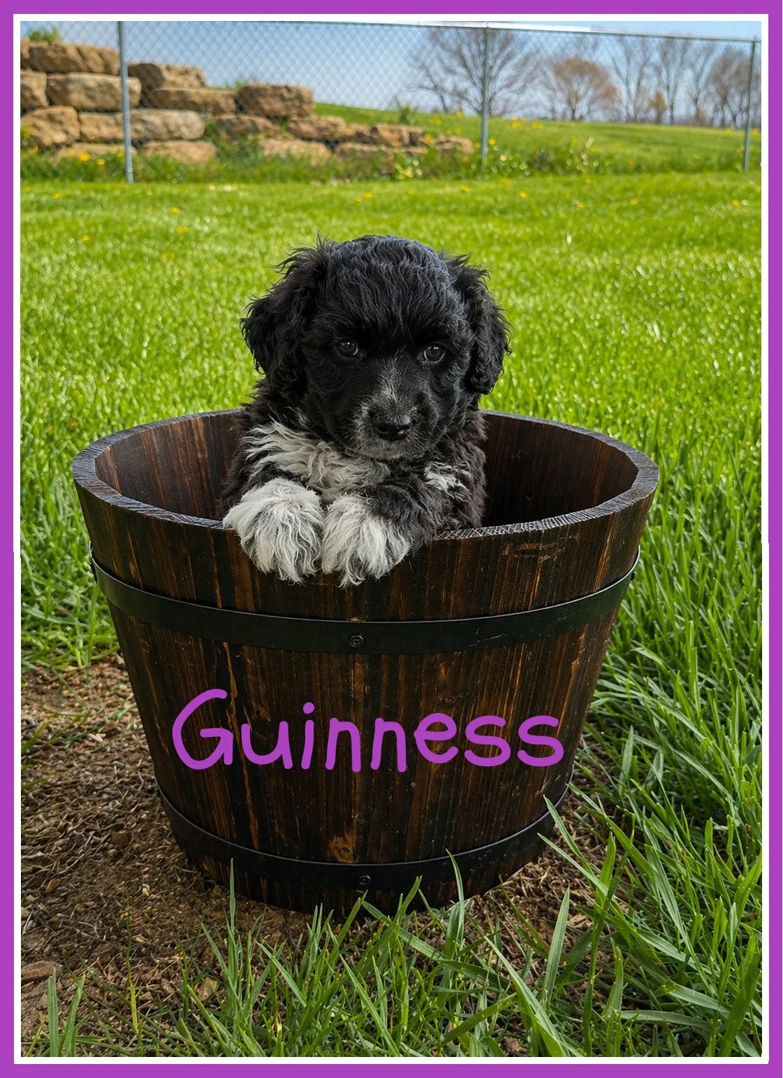 Guinness 5 weeks old.jpg