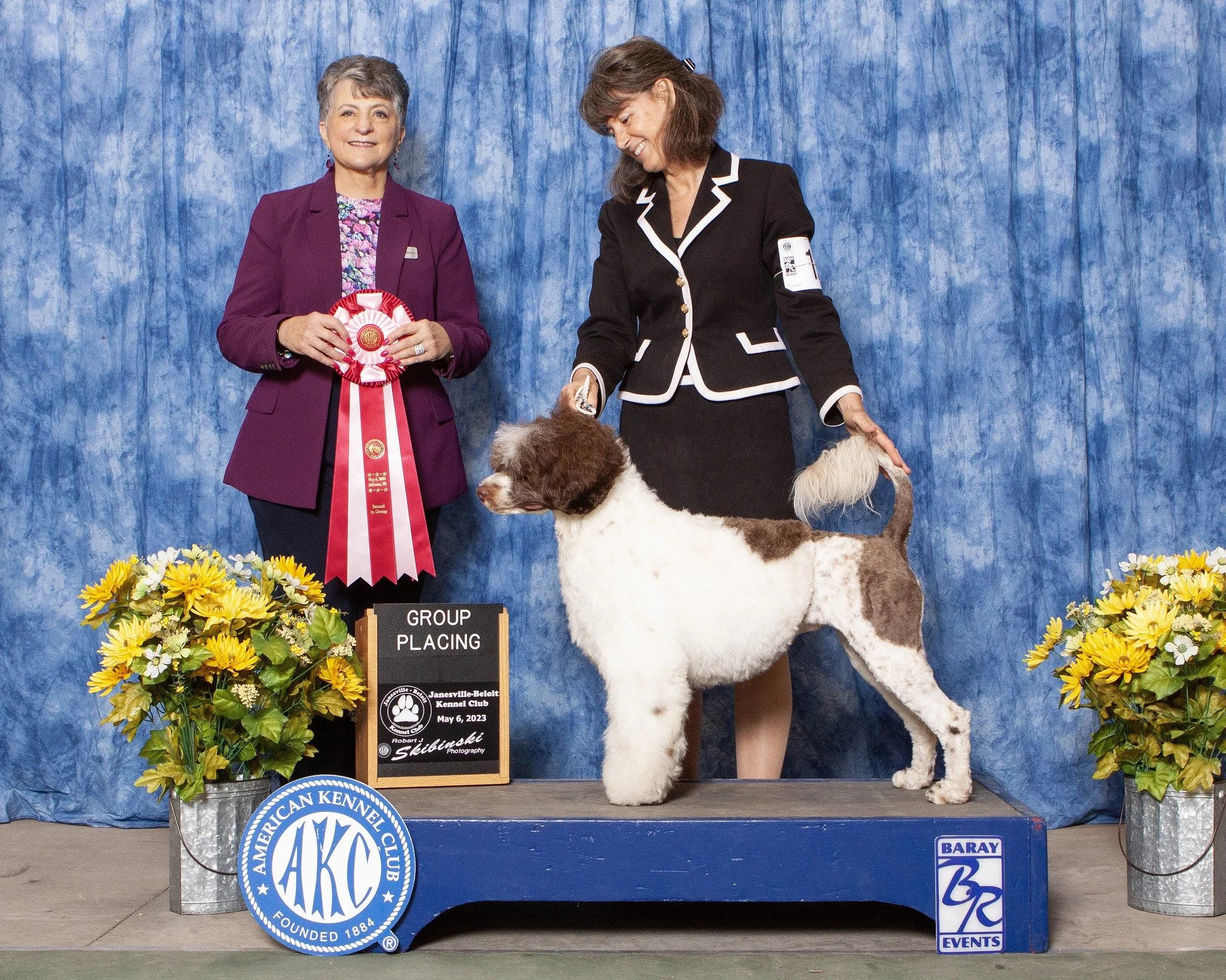 A woman with gray hair holding a large red and white ribbon stands next to a woman with brown hair who is handling a brown and white English Springer Spaniel dog on a platform at a dog show. The dog is in a standing position, and there are yellow flo