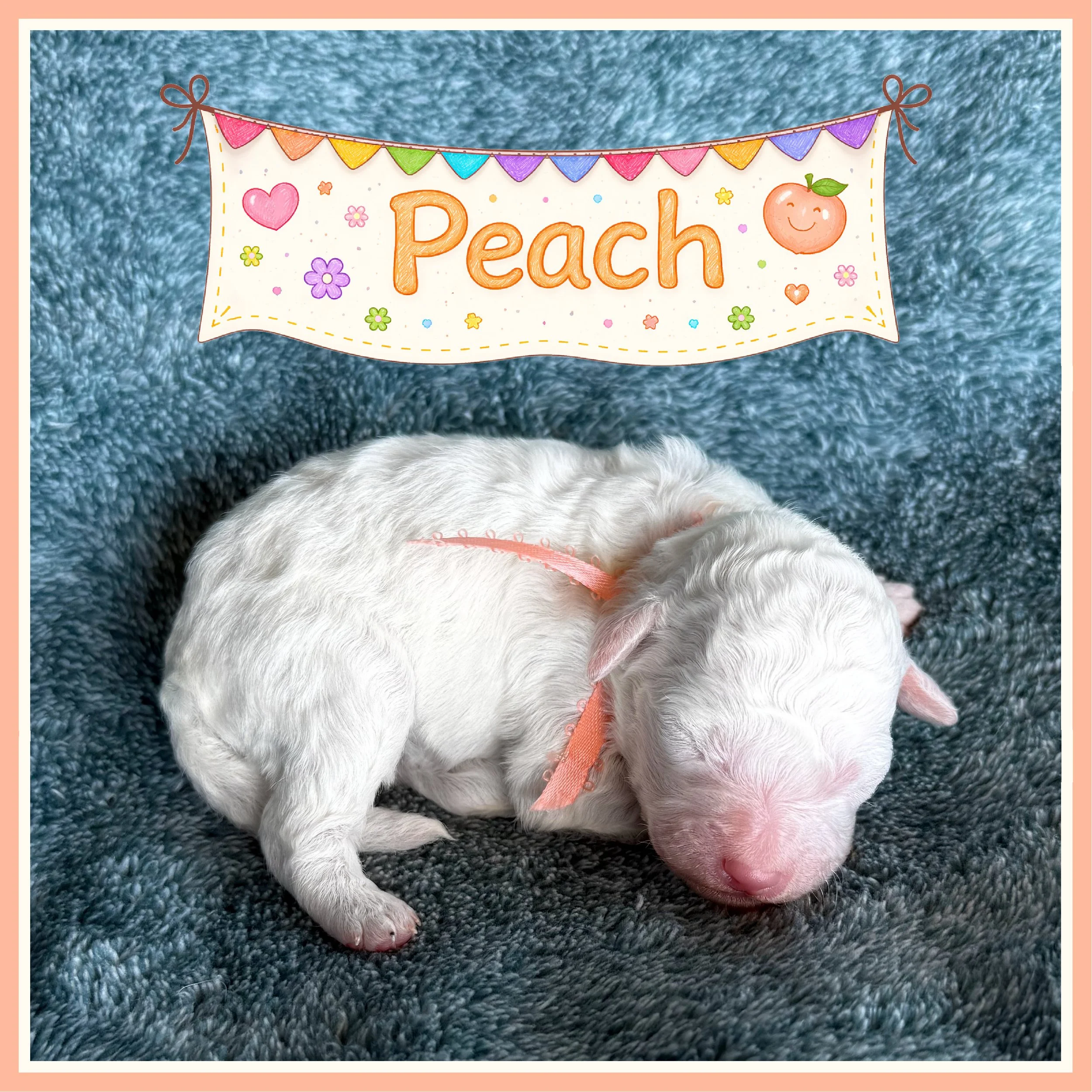 Orange - Peach Girl One week old.jpg