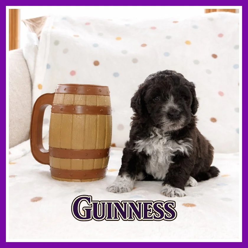 Guinness 4 weeks old.jpg