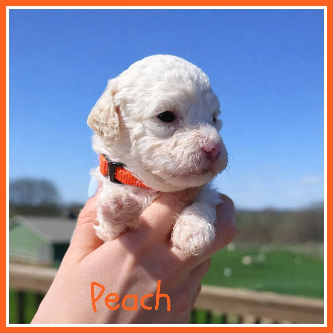 Peach 3.5 weeks old.jpg