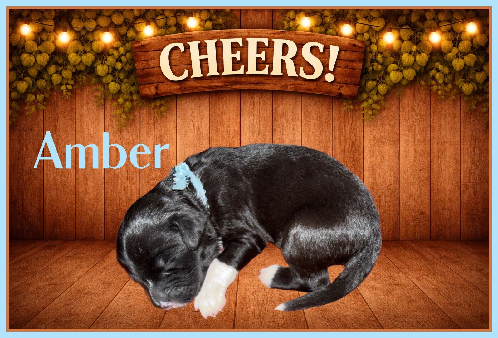 Amber Light Blue Girl One Week Old.jpg